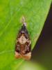  Ditula angustiorana (Haworth, 1811)