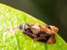  Ditula angustiorana (Haworth, 1811)