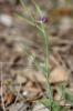 Gesse anguleuse Lathyrus angulatus L., 1753