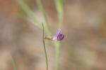 Gesse anguleuse Lathyrus angulatus L., 1753