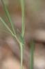 Gesse anguleuse Lathyrus angulatus L., 1753