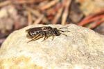  Halictidae Thomson, 1869