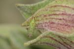  Macrolophus costalis Fieber, 1858