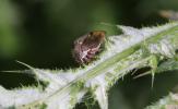 Demi-diable Centrotus cornutus (Linnaeus, 1758)