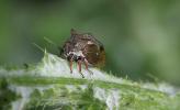 Demi-diable Centrotus cornutus (Linnaeus, 1758)