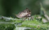 Demi-diable Centrotus cornutus (Linnaeus, 1758)