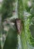 Demi-diable Centrotus cornutus (Linnaeus, 1758)