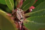 Holcogaster fibulata (Germar, 1831)
