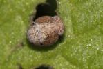  Hysteropterum Amyot & Serville, 1843