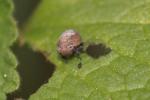  Hysteropterum Amyot & Serville, 1843