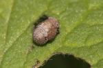  Hysteropterum Amyot & Serville, 1843