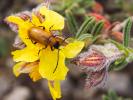 Lupérus portugais Exosoma lusitanicum (Linnaeus, 1767)