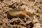 Grand luisant Oxychilus draparnaudi (H. Beck, 1837)