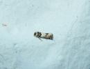  Gypsonoma sociana (Haworth, 1811)