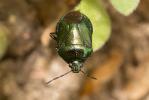 Punaise verte bleuâtre  Zicrona caerulea (Linnaeus, 1758)