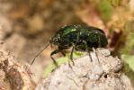 Punaise verte bleuâtre  Zicrona caerulea (Linnaeus, 1758)