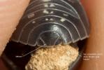 Cloporte commun (Le), Armadille commune (L'), Arma Armadillidium vulgare (Latreille, 1804)