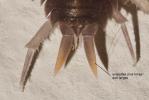  Porcellionides pruinosus (Brandt, 1833)