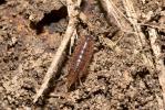  Chaetophiloscia elongata (Dollfus, 1884)