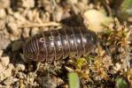 Cloporte commun (Le), Armadille commune (L'), Arma Armadillidium vulgare (Latreille, 1804)