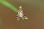  Sphenella marginata (Fallén, 1814)
