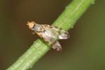  Sphenella marginata (Fallén, 1814)