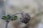 Luzerne de Gérard, Luzerne rigide Medicago rigidula (L.) All., 1785