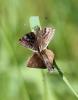 Point de Hongrie (Le), Grisette (La) Erynnis tages (Linnaeus, 1758)