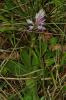 Orchis militaire, Casque militaire, Orchis casqué Orchis militaris L., 1753