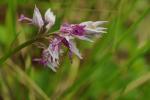 Orchis militaire, Casque militaire, Orchis casqué Orchis militaris L., 1753