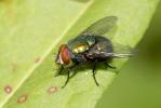 Mouche verte, Mouche dorée Lucilia caesar (Linnaeus, 1758)