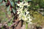 Orchis de Provence Orchis provincialis Balb. ex DC., 1806