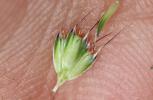 Vulpin bulbeux Alopecurus bulbosus Gouan, 1762
