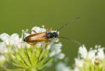  Alosterna tabacicolor (De Geer, 1775)