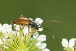  Alosterna tabacicolor (De Geer, 1775)