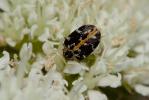 Anthrène à broderie  Anthrenus scrophulariae (Linnaeus, 1758)