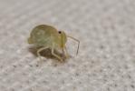  Sminthurus viridis (Linnaeus, 1758)