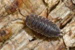  Porcellio scaber Latreille, 1804