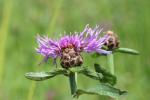 Centaurée jacée, Tête de moineau, Ambrette Centaurea jacea L., 1753