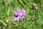 Centaurée jacée, Tête de moineau, Ambrette Centaurea jacea L., 1753