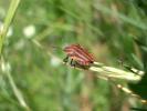 Punaise arlequin Graphosoma italicum (O.F. Müller, 1766)
