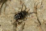  Nurscia albomaculata (Lucas, 1846)