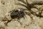  Nurscia albomaculata (Lucas, 1846)
