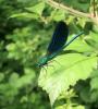 Caloptéryx vierge Calopteryx virgo (Linnaeus, 1758)