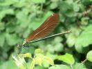 Caloptéryx vierge Calopteryx virgo (Linnaeus, 1758)