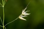 Fromental élevé, Ray-grass français Arrhenatherum elatius (L.) P.Beauv. ex J.Presl & C.Presl, 1819