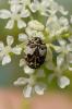  Anthrenus pimpinellae (Fabricius, 1775)