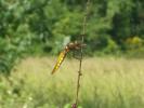 Libellule déprimée (La) Libellula depressa Linnaeus, 1758