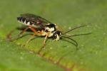  Syrphoctonus tarsatorius (Panzer, 1809)