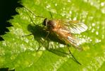  Rhagio tringarius (Linnaeus, 1758)